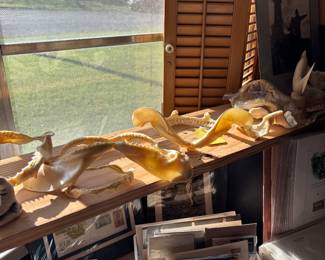 SHARK JAWS