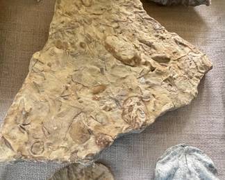 FOSSILIZED SAND DOLLAR