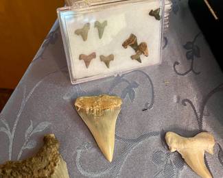 FOSSILIZED SHARK TEETH