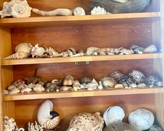 AMAZING SEASHELL COLLECTION