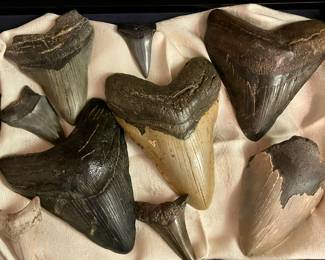 MORE FOSSILIZED SHARK TEETH