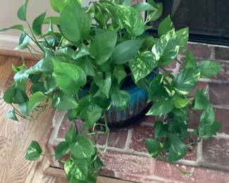 Green Floral Potted