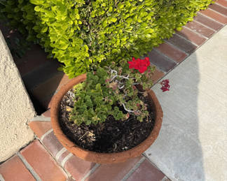 Beautiful, established plants
