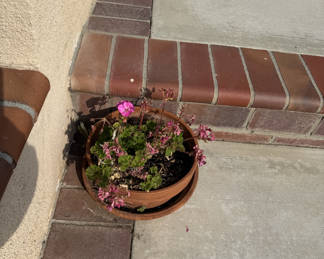 Beautiful, established plants