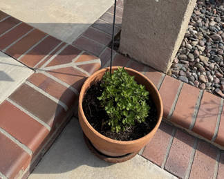 Beautiful, established plants