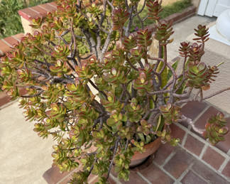 Beautiful, established plants