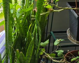 Plants