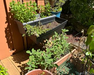Variety of outdoor plants