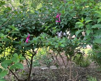 Large Camilla and Hydrangea plants for sale- bring your own shovel!