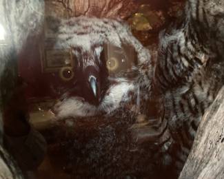 Detail of Owl Hollow