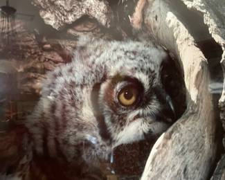 Detail of "Horned Owl Hollow" by well known, award winning, wild life photographer, Gus Wolfe, framed 29 x 29 
