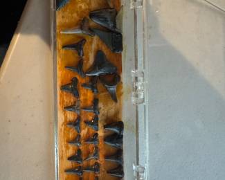 Shark Teeth