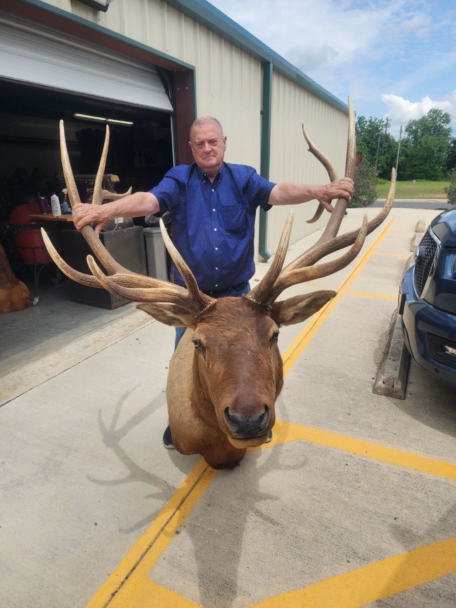 TWO HUGE ELK!
