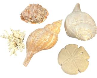 Large Shells