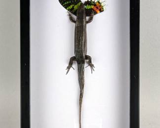 Lizard Eating Butterfly Display, Eutropis Multifasciata, 10.75" x 6.75"