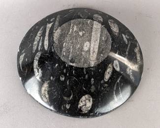 Polished Shallow Orthoceras Bowl, 1.25" Tall x 6" Wide