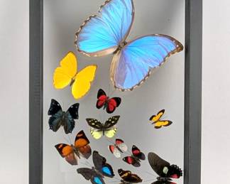 Butterfly Display, Includes Morpho Didius, Phoebis Argante, Catagramma Pyracmon, Memphis Xenocles, Lieinix Nemesis, Fountainea Ryphea, Diaethria Neglecta, Doxocopa Cyane, Catagramma Hystaspes, Xanthiris Flaveolata, Doxocopa Elis, And Mimoides Xynias, 12.75" x 8.75"