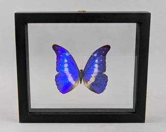 Morpho Helena Butterfly Display, 7.75" x 6.75"