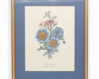 Framed Botanical Print of “Anemone Œillet d’inde” Flowers