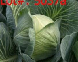 5037a result