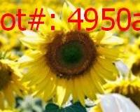 4950a result