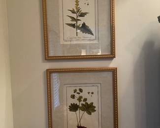 Two of 6 botanical prints