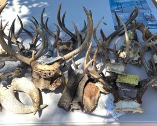 Lots of antlers