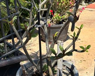 This plumeria could be yours!