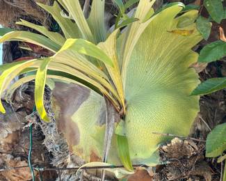 Stag horns available