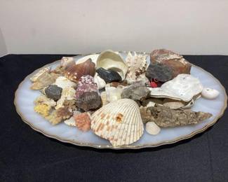 Seashells (many more in catalog)