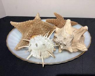 Large seashells (more in catalog)