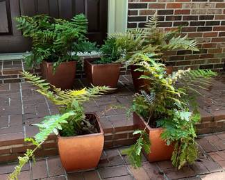 Five Ferns In Pots