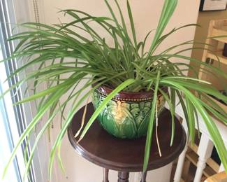 Live Spider Plant in Beautiful Pot