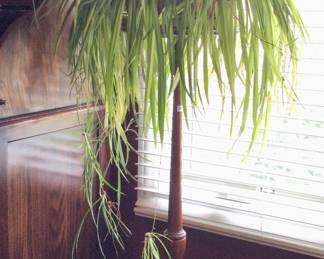 Live Spider Plant on Plant Stand