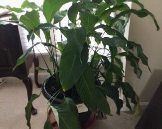 Potted Large Peace Lily (live)