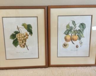 Vintage Fruit Prints