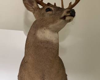 9 PT DEER MOUNT