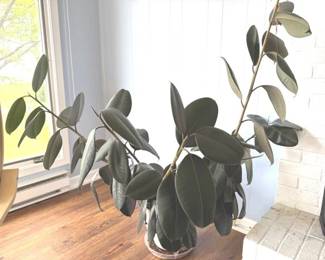 Live rubber fig plant in a plaster pot