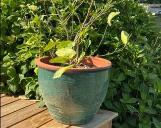 Citrus plant in ceramic planter