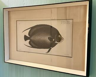 Early 19th C hand tinted fish engraving