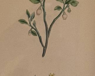 Vaccinium Myrtillus. Common Bilberry. Kol. Lithographie DCCCLXXXIX aus James Sowerby: "English Botany 1870