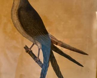Mark Catesby, The Swallow Tail Hawk (Falco furcatus), published 1754