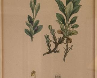 Alpine Bearberry …1830s engraving