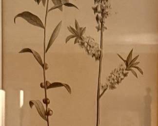 RARE "Daphne Mezereum", Der gemeine Seidelbast oder Kellerhals…1790-1820
