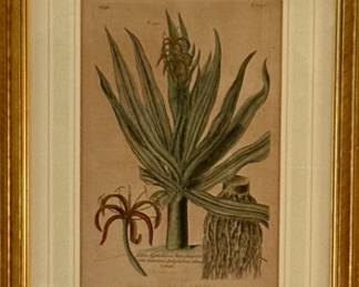 ORIGINAL botanical illustration, specifically an engraving of an African Aloe plant from Caspar Commelin's "Praeludia Botanica" (1703).