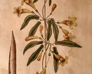 RARE Mark Catesby: Catesby, Folio - Bigonia Americana (Cross Vine)