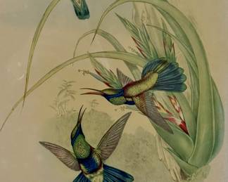 Hummingbird Wall Art "Petasophora Iolata" by Gould, 1946 mint condition lithograph