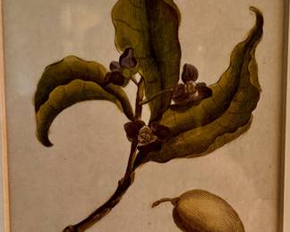 ANTIQUE 1800s Phillip Miller Miller Foliage & Fruit…paw paw