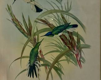 John Gould Lithograph HELIOTHRIX PURPUREICEP HUMMINGBIRD Hullmandel & Walton