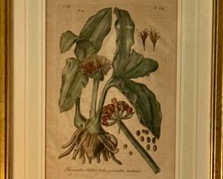 ANTIQUE PRINT Blood Lilly by Weinmann, 1787